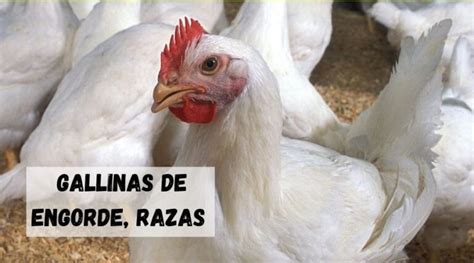 Razas De Gallinas De Engorde Las Mejores