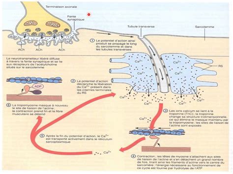 Mécanismes De La Contraction Musculaire Youtube