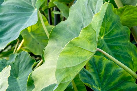 Elephant Ear Plant Care Growing Guide