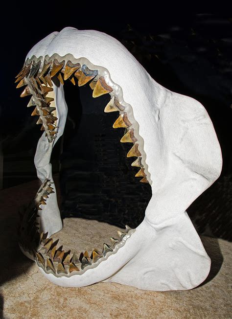 Megalodon Shark Jaws Model Photograph By Millard H Sharp Pixels