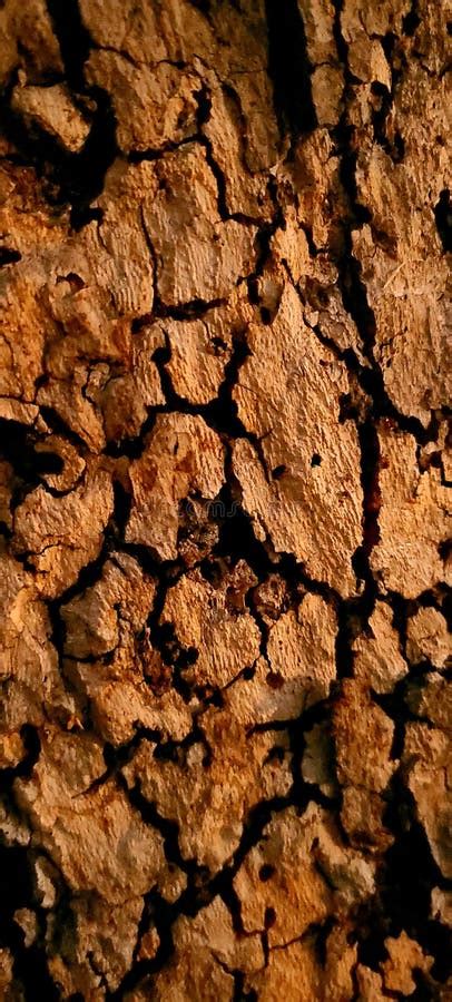 Dark Brown Tree Bark Tree Texture Upclose Stock Image Image Of Rock