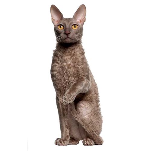 Kot Cornish Rex Rasowe Koty Domowe