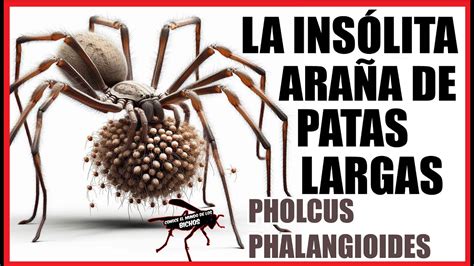 La Ins Lita Ara A De Patas Largas Pholcus Phalangioides Youtube