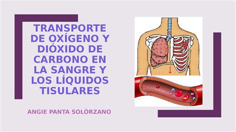 Transporte De Oxigeno Y Dioxido De Carbono