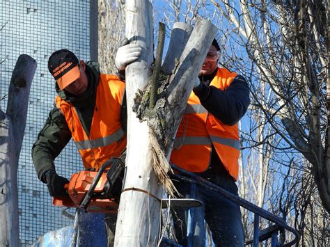 Tree Surgeon Sheffield South Yorkshire Tree Surgeons South Yorkshire