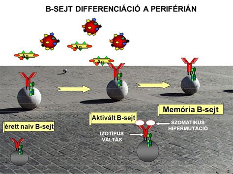 B SEJT DIFFERENCIÁCIÓ A PERIFÉRIÁN SZOMATIKUS HIPERMUTÁCIÓ ppt letölteni