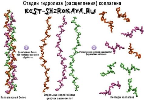 Чем отличается желатин и коллаген