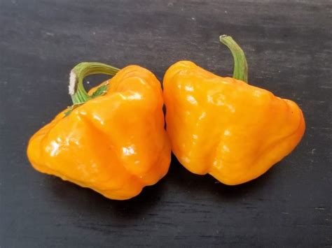 Hot Pepper Jamaican Yellow Scotch Bonnet Seeds Certified Organic