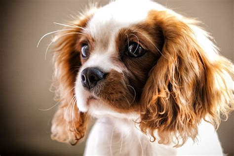 Raças de cachorro pequeno: conheça tudo sobre | DogHero