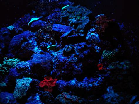 Glow In The Dark Coral Tank Shot In The Dark At Reef Hq Townsville