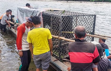 Foto Evakuasi Harimau Yang Masuk Perangkap Di Aceh Selatan Kumparan