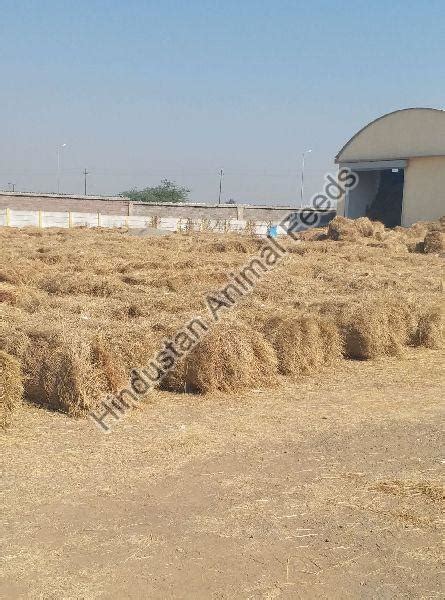 Rhodes Grass Hay At Best Price In Jamnagar Id 5785872 Hindustan