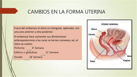 Cambios En La Forma Uterina PPT