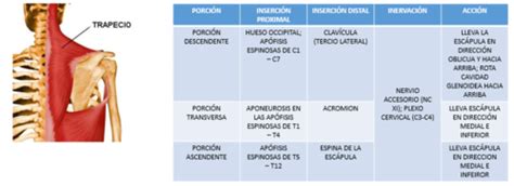 Fichas de aprendizaje Músculos dorso grupo superficial e intermedio