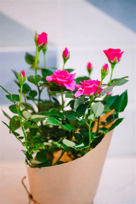 Pink Rose Plant Send A Bloom Hounslow Middlesex