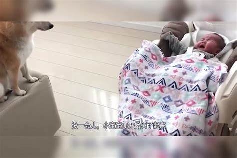 柴犬看见宝宝不停地哭泣，接下来柴犬的举动，让网友直言：成精了柴犬举动网友