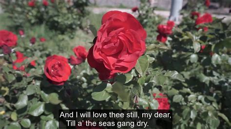 Red Red Rose By Robert Burns Read By Paul Youtube