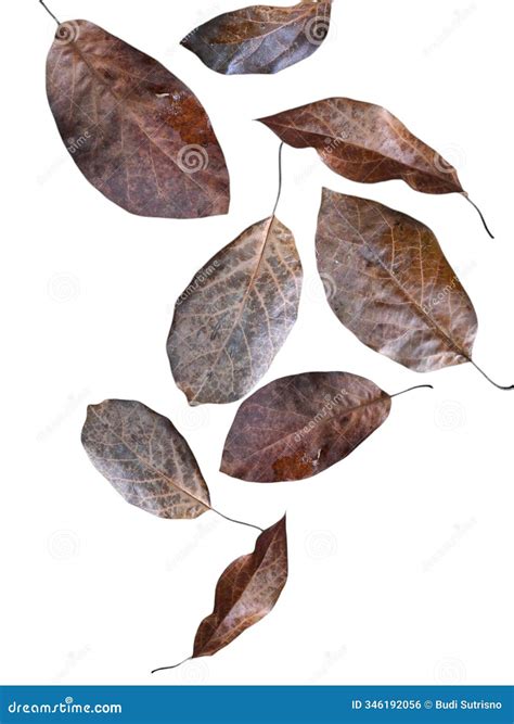 Ascomycetes In Colour Found And Photographed In Mainland Britain 1