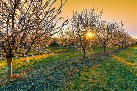 Almond Harvesting And Post Harvest Handling Rivulis