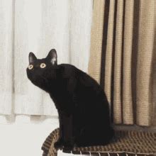 Surprised Cat Black Cat Surprised Cat Black Cat Surprised