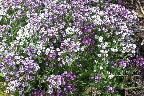 Lobularia Maritima Alyssum Sweet Alyssum North Carolina Extension