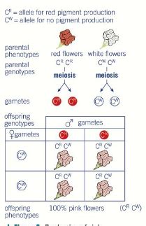 Chapter Patterns Of Inheritance And Variation Flashcards Quizlet