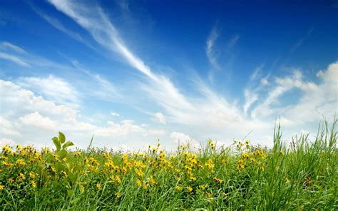 Field Flowers Sky Desktop Wallpaper