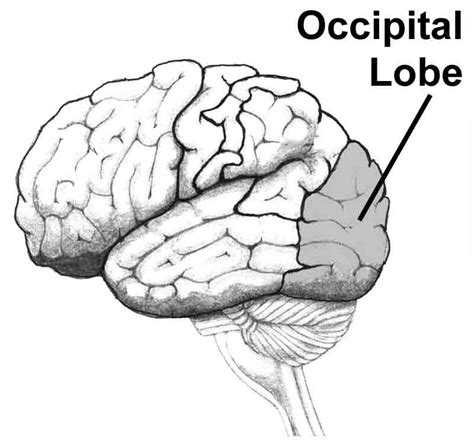 Occipital Lobe - Anatomy of the Brain