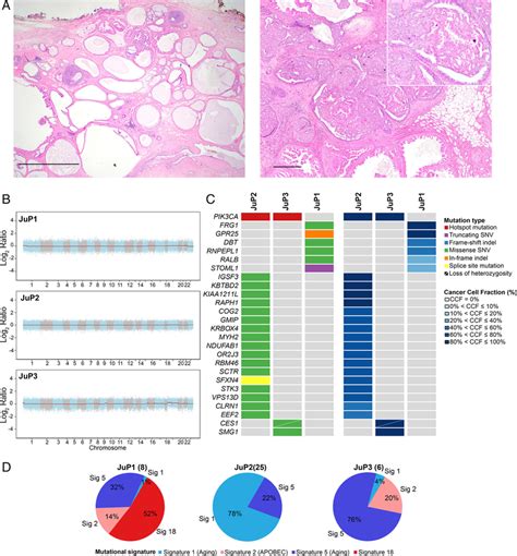 Histologic Features And Repertoire Of Genetic Alterations Of Jp A