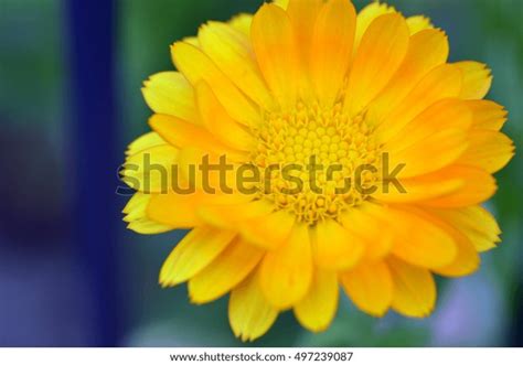 Closeup Yellow Flower Front Garden Fence Stock Photo 497239087