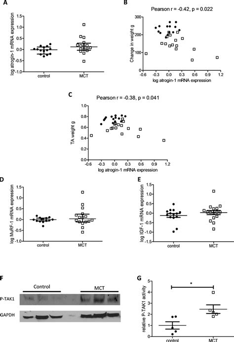 Downstream Targets Of Growth Differentiation Factor Gdf Are