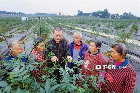 四川广安，青花椒生态园农旅结合成网红打卡点 图片 轩视界