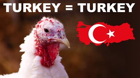 Why the turkey is named after Turkey (and India) - YouTube