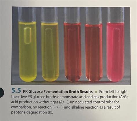 Solved Phenol Red Fermentation Broth Senvations And Chegg