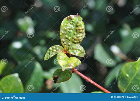 Syzygium leaf with psyllid stock photo. Image of disease - 47413874