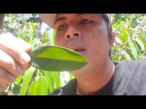 Ciri2 Bibit Durian Unggulan Indonesia Dn Malaysia YouTube