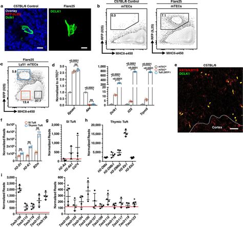 Characterization Of Thymic Tuft Cells A Dclk1 And Rfp Il 25 In The