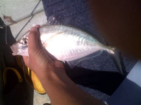 good size skippy fishing fishwreckedcom fishing wa fishing