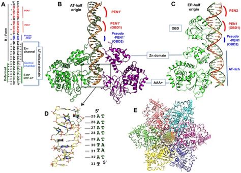 Retracted The Structure Of Sv40 Large T Hexameric Helicase In Complex With At Rich Origin Dna