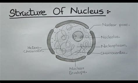 Nucleus Diagram Class 9