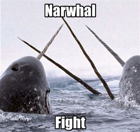 Narwhal violence : r/memes