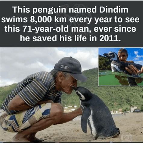 Lilly Asked What Is The Story Of Dindim The Penguin My Crazy Email