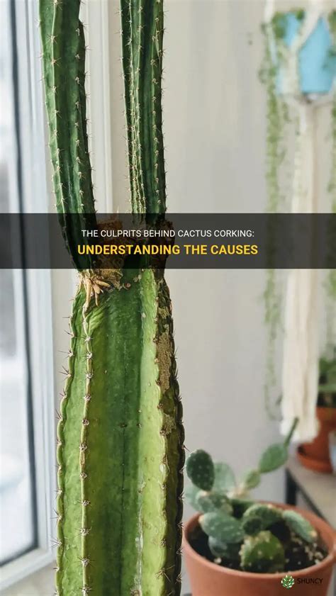 The Culprits Behind Cactus Corking Understanding The Causes Shuncy