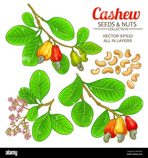 Cashew Nut Tree Stock Vector Images Alamy