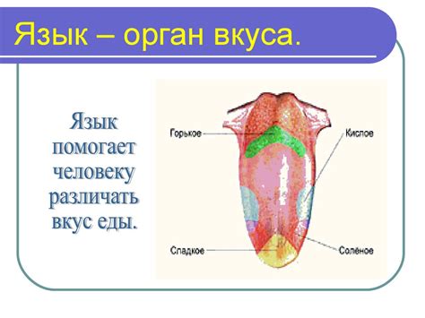 Органы чувств. 3 класс - online presentation