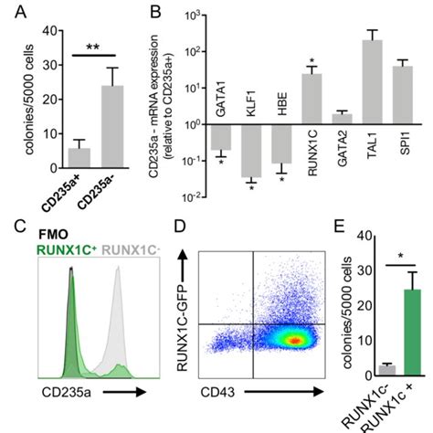 Single Cell Transcriptome Analysis Identifies Cluster Of Progenitors