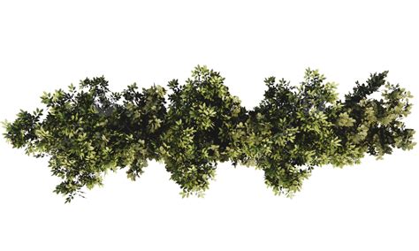 Bush Top View A Top View Tree Bush Transparent Bush Png Transparent