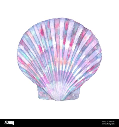 Seashell Watercolor Illustration Watercolour Hand Drawn Sea Shell