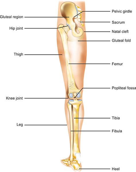 Lower Limb Surface Anatomy Lower Leg Plantecuador