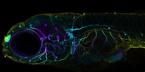 developing nervous system   zebrafish nikon small world